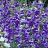 Penstemon Grandiflorus Prairie Jewell